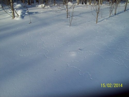 Мыша хлебнула энергетика!