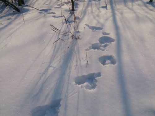 Свежачёк
