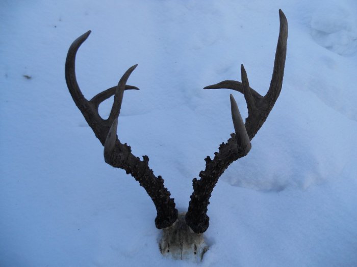 Косуля рога у самок. Рога косули. Трофейные рога европейской косули. Рога самца косули. Косуля рога у самок.