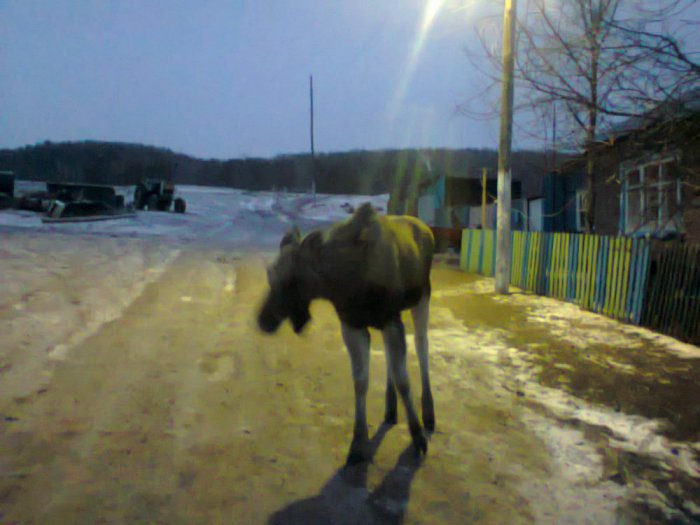 А у нас сами к дому приходят)))