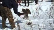 Охота с ястребом на ворон в Москве