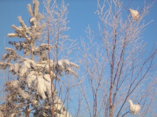 Белая куропатка