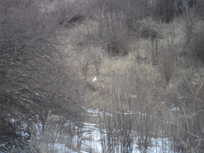 Беляк.23.03.2014.