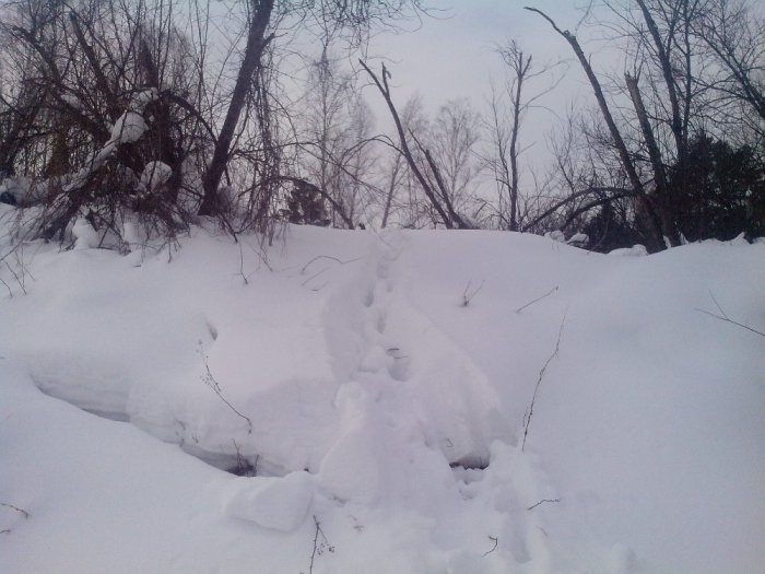 Лось порыбачить приходил.