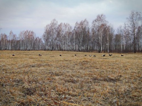 В этом году только фотоохота