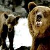 Охота на бурых медведей открылась 1 апреля в Томской области