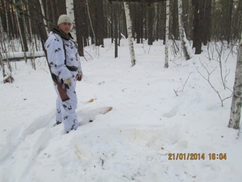 лежка лося