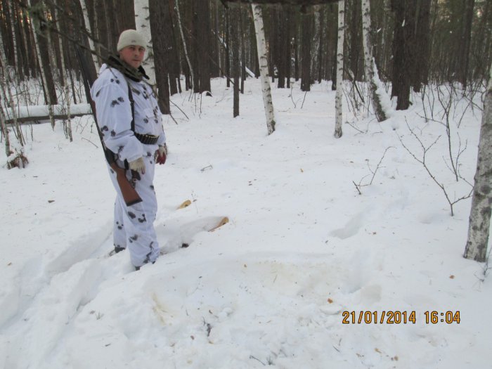 лежка лося