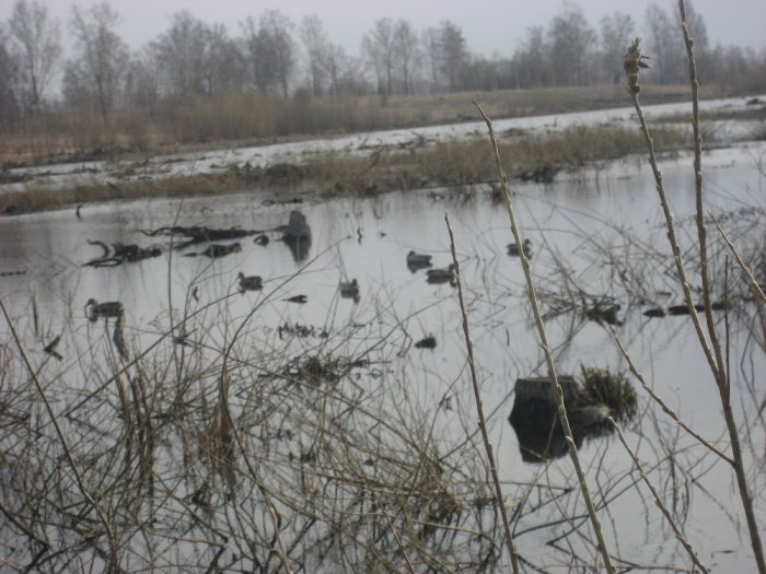 Весна-2014,Томский р-н.