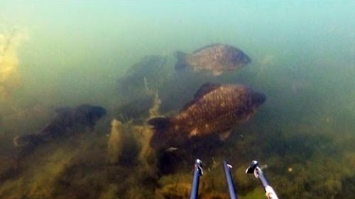 Подводная охота в балтийском море (морской карась)
