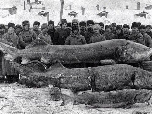 Волга, 1924 год. Вот какие гиганты водились...