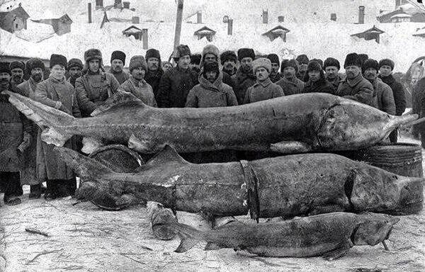 Волга, 1924 год. Вот какие гиганты водились...