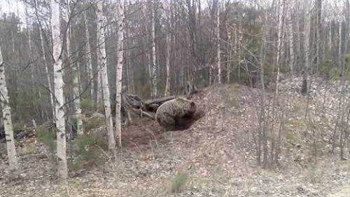 медведь,копает норку