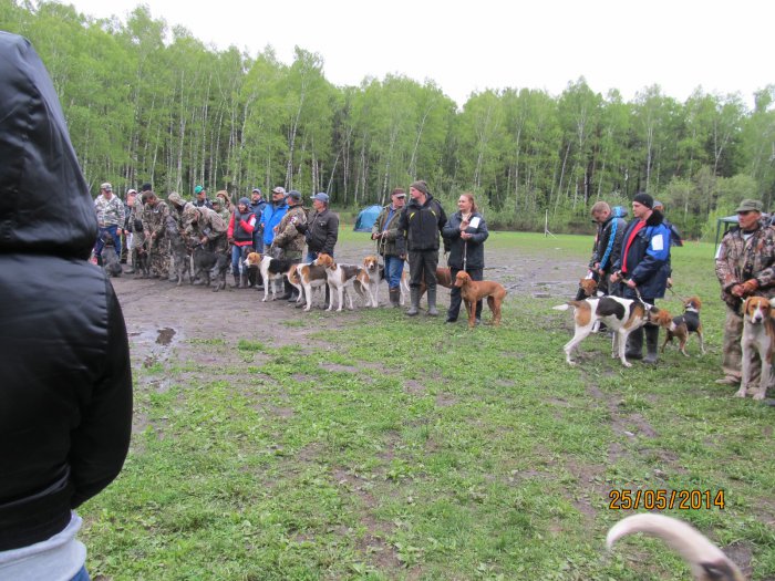 43_Новосибирская обл.выставка собак охотничьих пород.