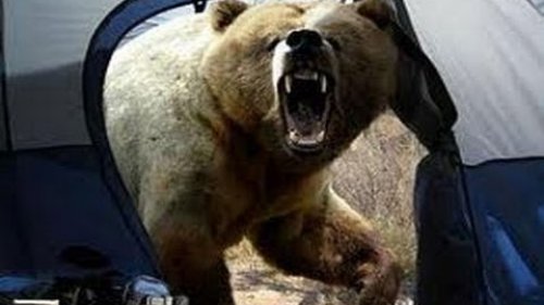 Что делать, если  на вас напал медведь What to do if you are attacked by a bear