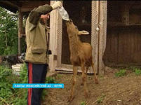 Житель Ханты-Мансийска спас жизнь маленькому лосенку