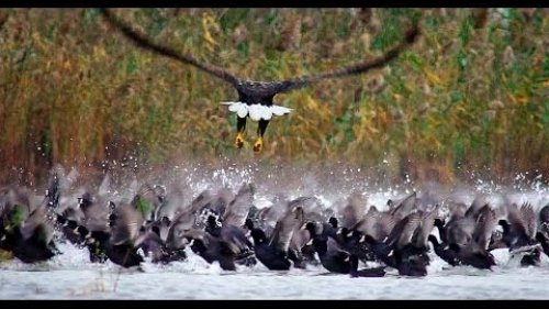 Орлан-белохвост против лысух. White-tailed eagle vs coots.