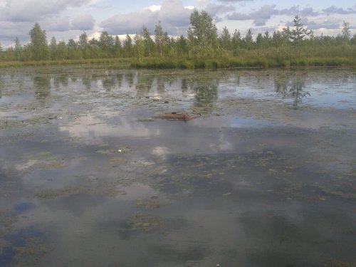 Лосяшка в болоте утоп или помогли ?