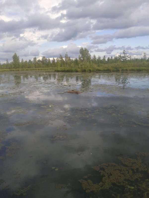 Лосяшка в болоте утоп или помогли ?