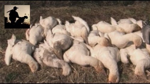 ОХОТА НА СНЕЖНОГО ГУСЯ. КАК СДЕЛАТЬ СКРАДОК