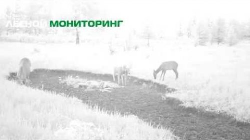 Оленуха прибилась к лосиной семье 1