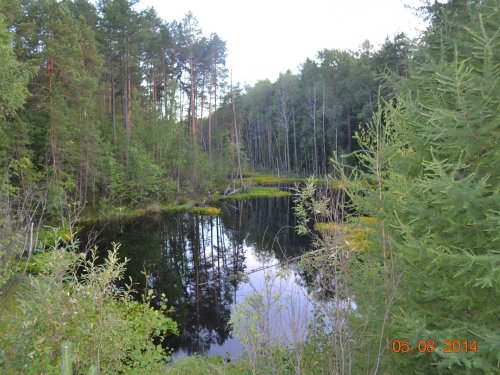 лесное озеро
