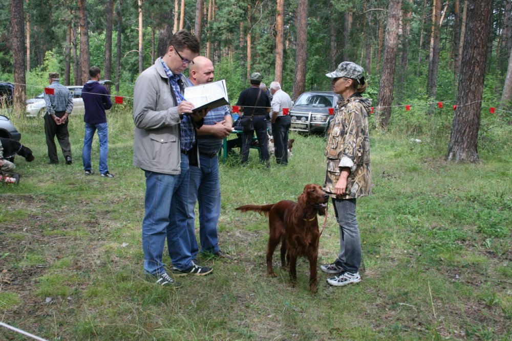 Барнаульская городская выставка охотничьих собак 02,08,2014