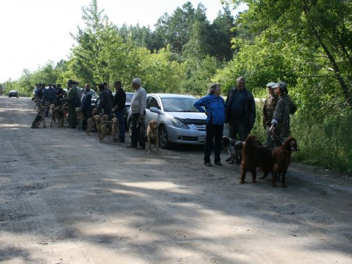 Барнаульская городская выставка охотничьих собак 02,08,2014