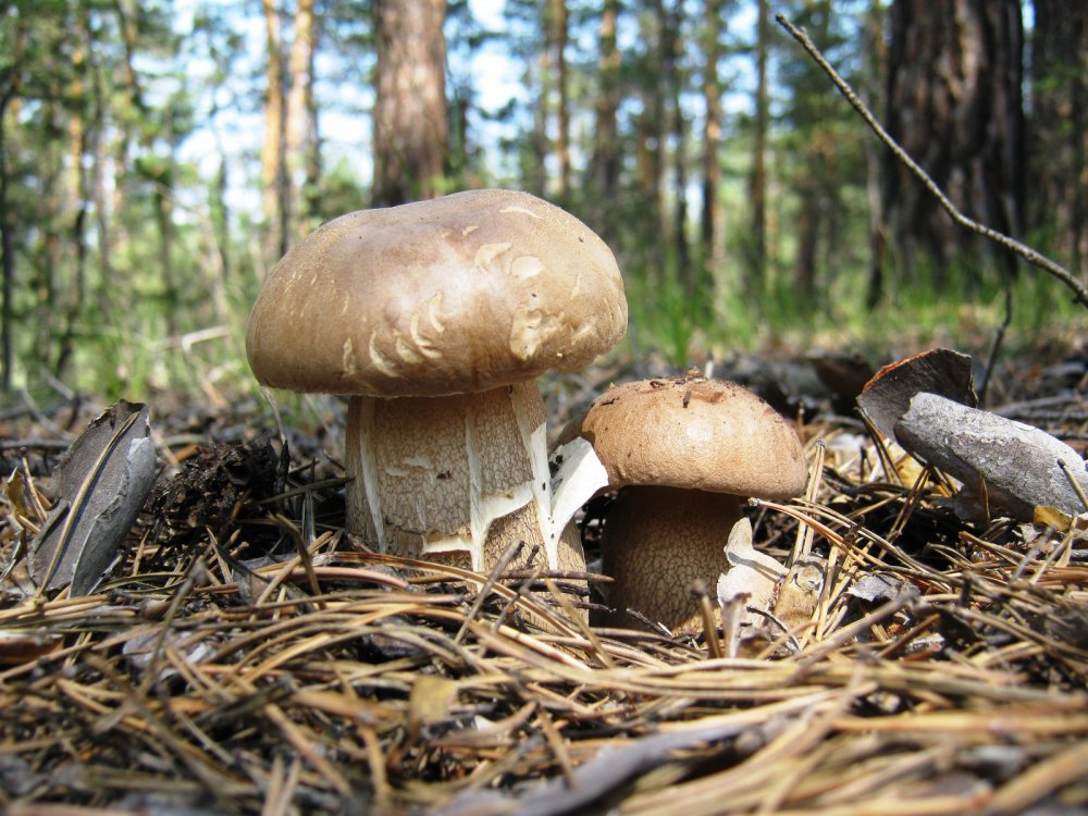 Парочка.