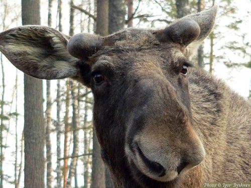 В течение месяца в Томской области разрешена трофейная добыча лося