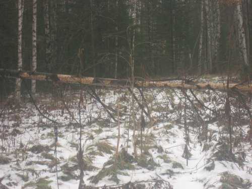 Любители осины.