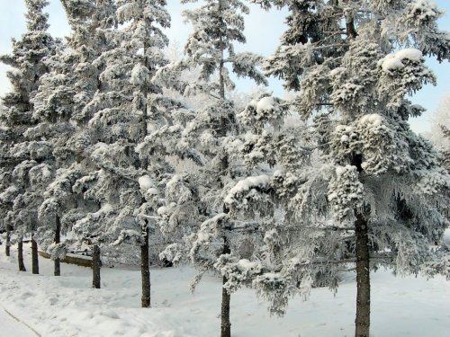 Городские ёлки