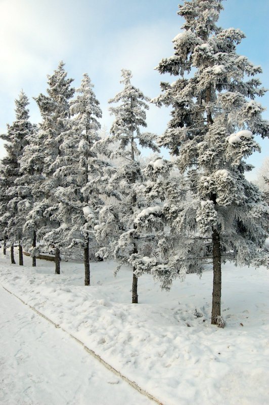 Городские ёлки