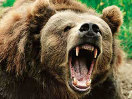 Под Томском медведь возле аэропорта разорвал супружескую пару