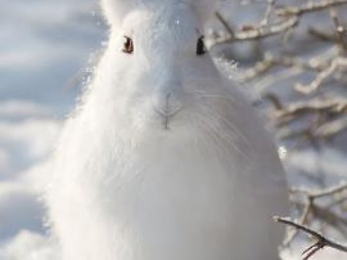 В Алтайском крае с 1 ноября открывается охота на зайца и лисицу