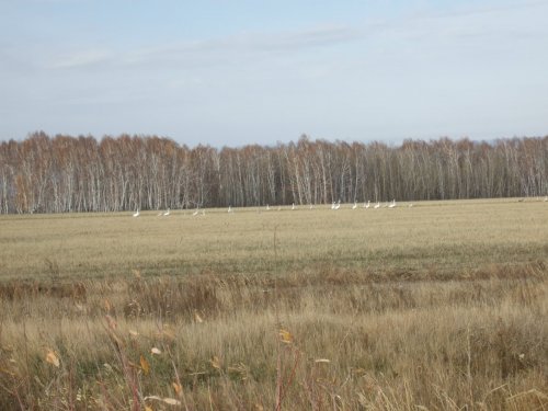 Лебеди.