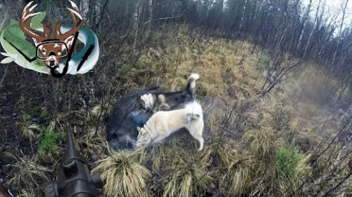 охота, кабан атакует