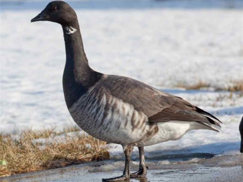 Ученые России и Японии посчитают редких гусей