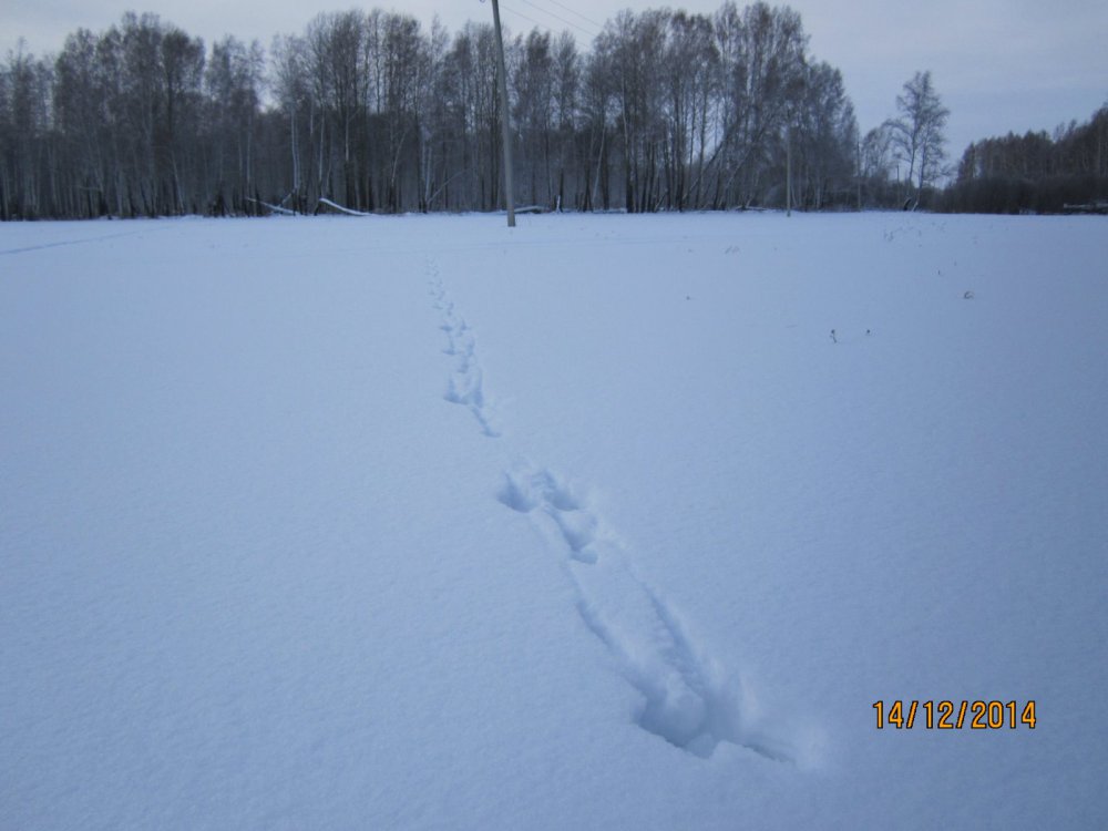 Беги, Форрест!  Беги!