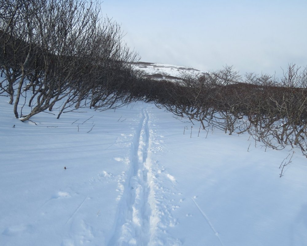 По пухлячку / Сибирский охотник