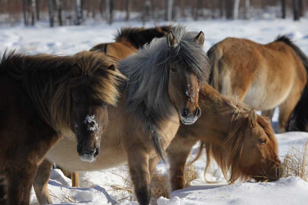 Якутские лошади