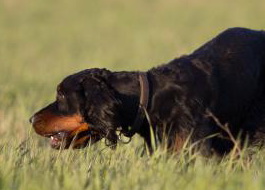 Для охоты с собаками в Тюменской области создают особые условия