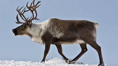 ЛОСЬ УЖЕ ЕСТЬ, ЕДЕМ В ТУНДРУ ЗА СЕВЕРНЫМ ОЛЕНЕМ . CANADA IN THE ROUGH. HUNTER_TV