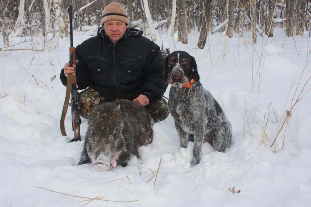 Купить Дратхаара Для Охоты На Авито