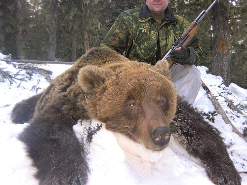 В северных районах области в этом году отстрелили в пять раз больше медведей