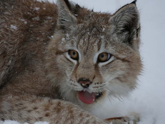 Кошечка
