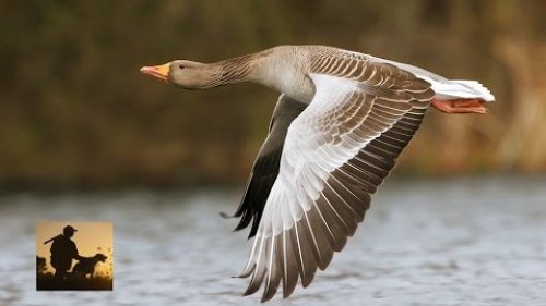 Лучшие угодья для охоты на водоплавающую дичь.