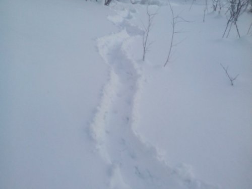 Вечерняя прогулка.