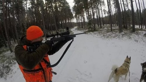 Загонная на кабана
