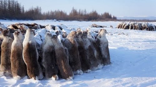 Плато Путорана на снегоходах. Часть 1. Массовое истребление оленей